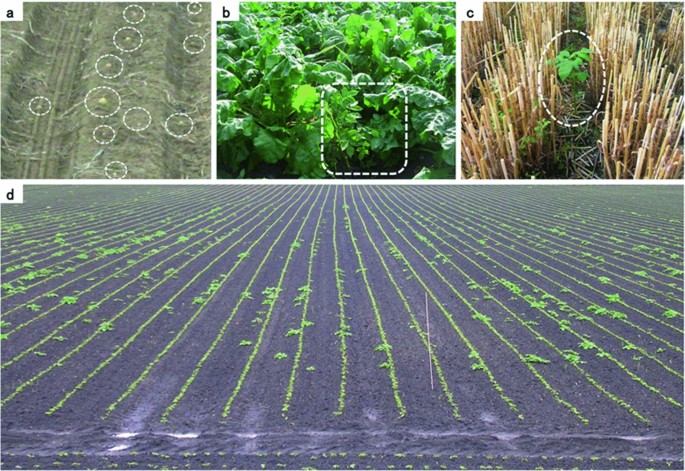 Frontiers  Cover Crops and Mechanical Scarification in the Yield and  Industrial Quality of Upland Rice