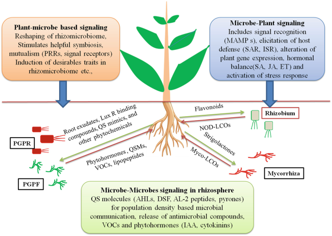 Frontiers  The root signals in rhizospheric inter-organismal