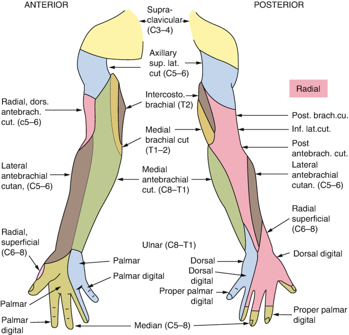 Regional Anaesthesia for the Upper Limb | SpringerLink