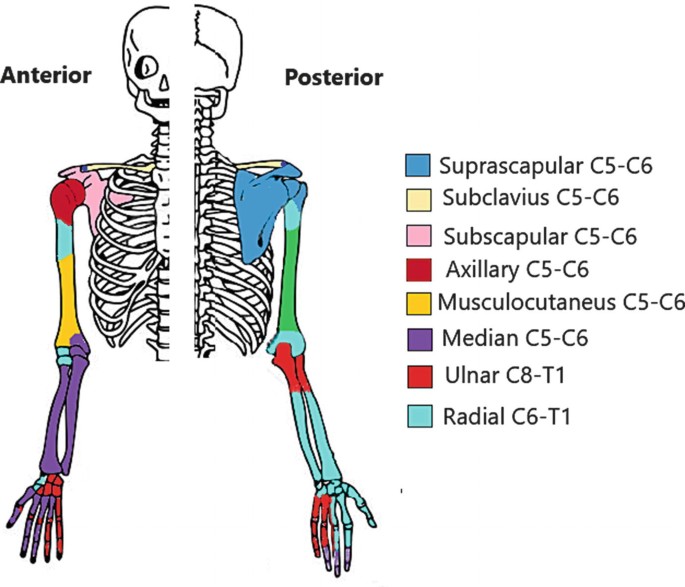 File:Human skull side simplified (bones).svg - Wikipedia