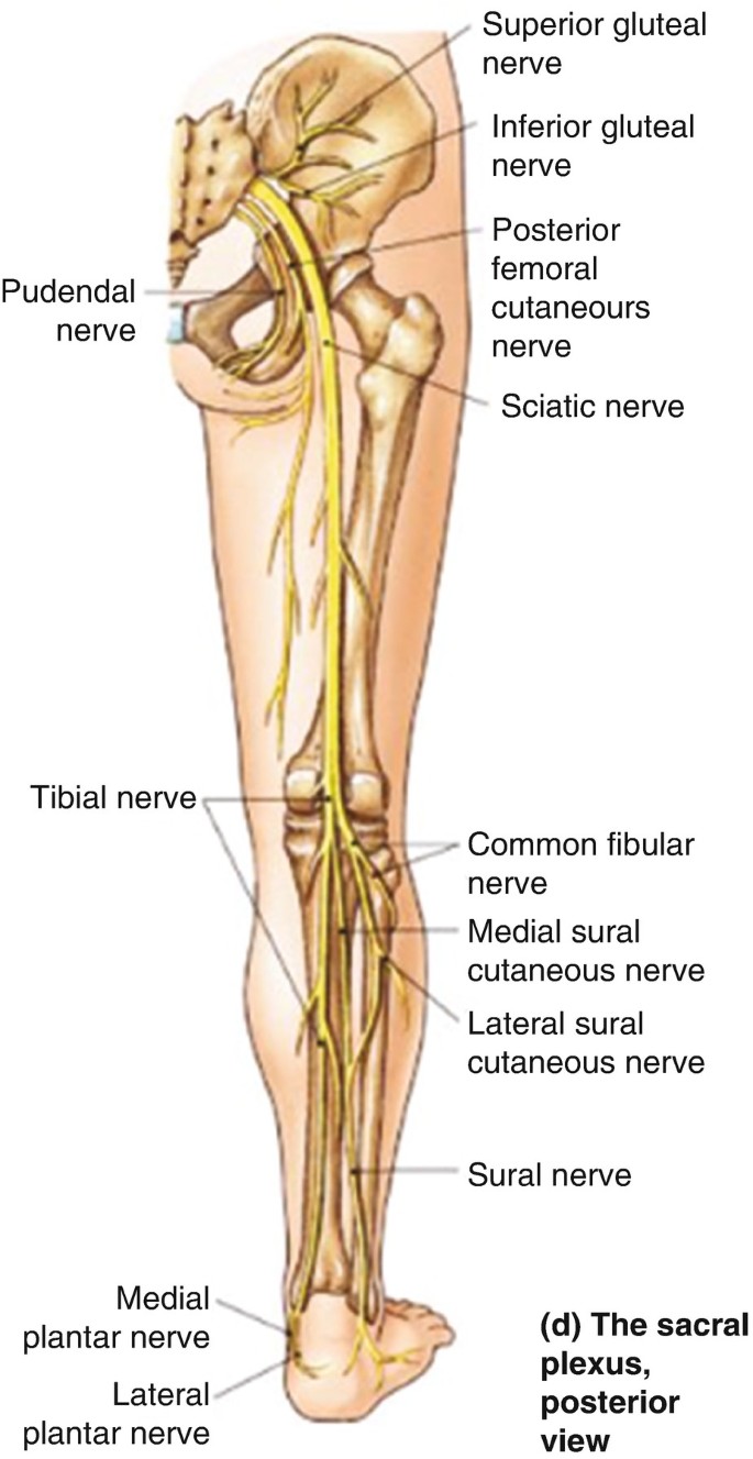 Lower Extremity Nerve Blocks Poster (in)