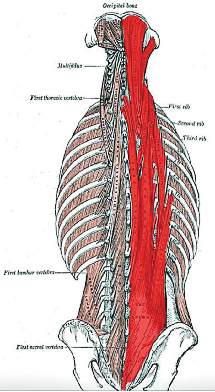 PPT - Muscles of the Spinal Column PowerPoint Presentation, free download -  ID:899174, image size:685x1248