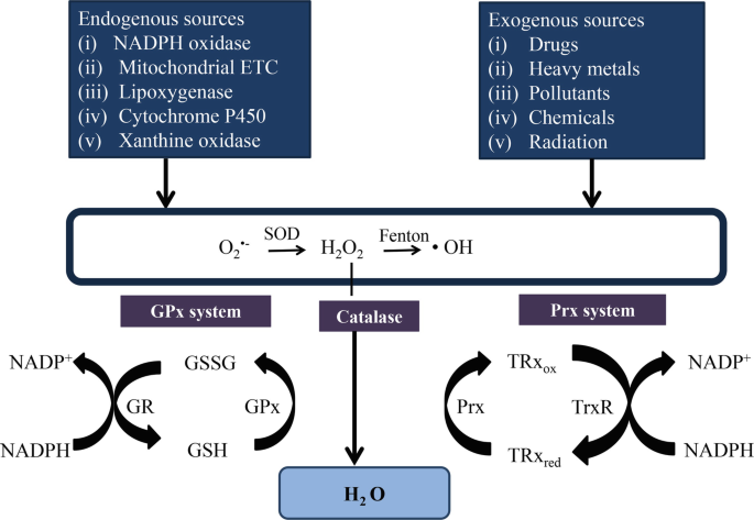 glutathione ros Mitochondrial Glutathione in Cellular Redox Homeostasis and Disease  Manifestation main image 1