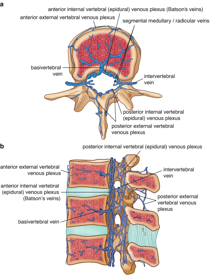 A set of 2 diagrams of cross-sectional and sagittal views of a vertebra with veins. Veins surround the vertebrae and pass on either side of the posterior ligament and within the vertebral column.