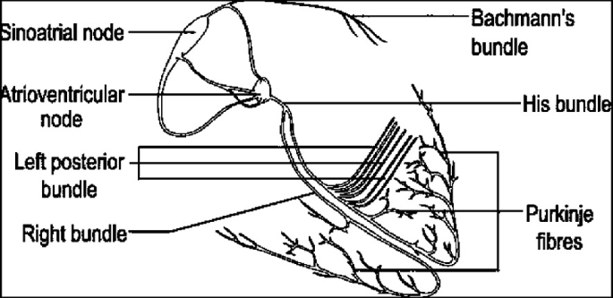 Atrioventricular block - Wikipedia