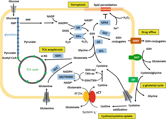 cysteine uptake and glutathione The transsulfuration pathway: a source of for in astrocytes | Amino Acids GSH hoards all the cysteinewhat
