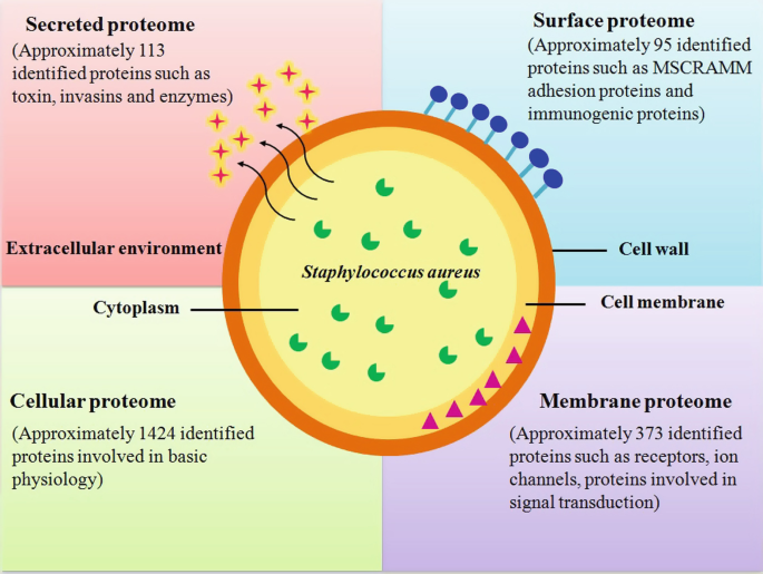 Staphylococcus aureus: A new mechanism involv