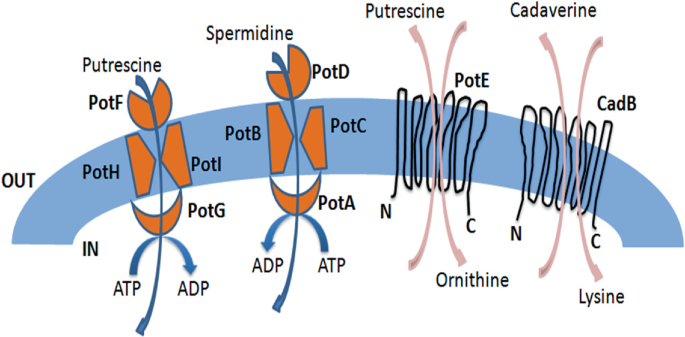 glutathione in bacteria Se metabolism by bacterial cells. GSH, glutathione; Se (0), elemental main image 0