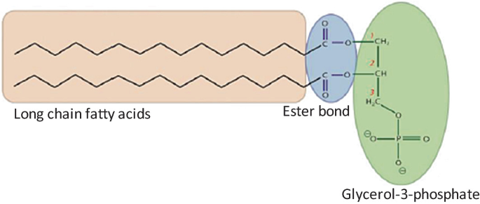 Prokaryotic Cell Structure And Function Springerlink