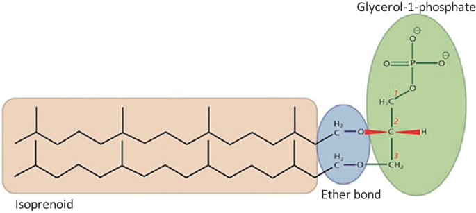 Prokaryotic Cell Structure And Function Springerlink