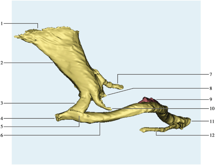 Three Dimensional Reconstruction Of Temporal Bone Springerlink