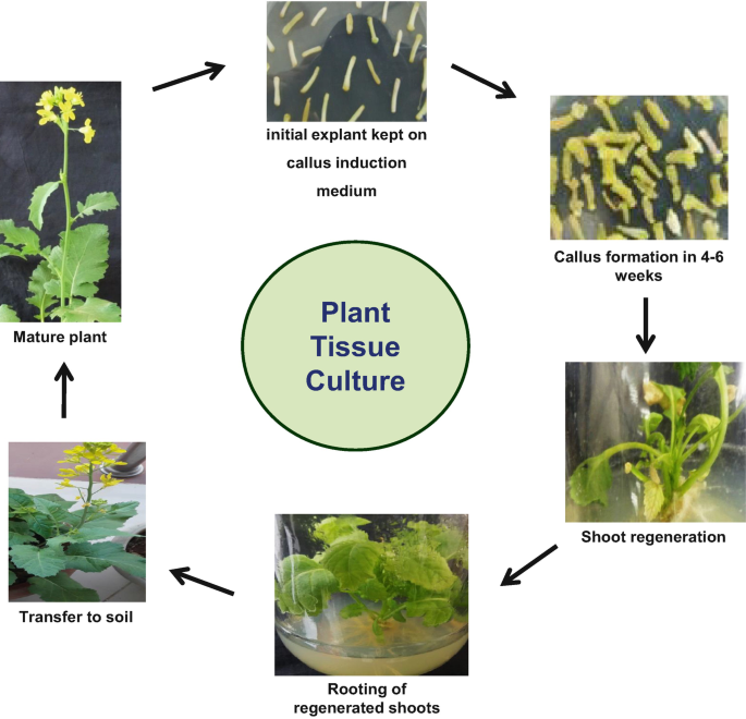 plant tissue culture explant