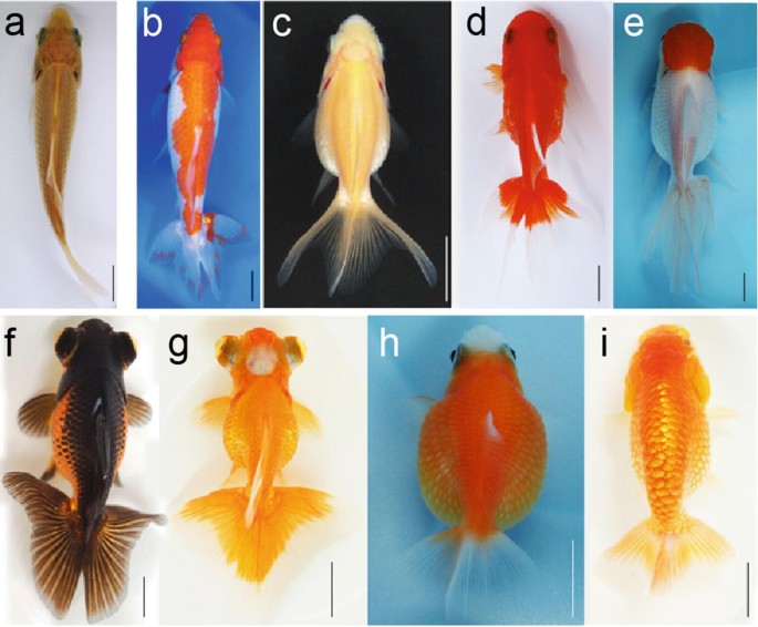 Varieties of Goldfish Morphology