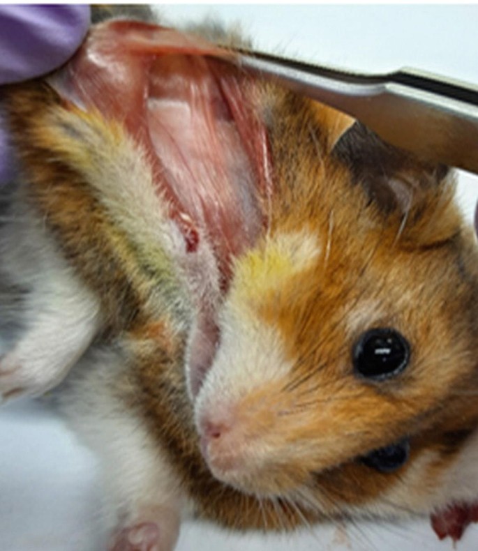 Syrian Hamster Lifespan: How Long Do Syrian Hamsters Live? - A-Z