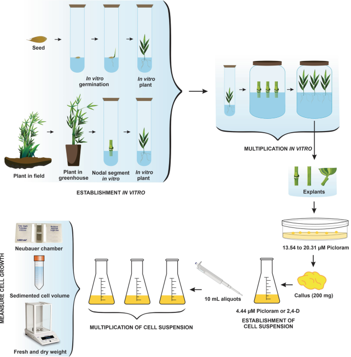 Initiation and Establishment of Cell Suspension Cultures in Bamboo |  SpringerLink