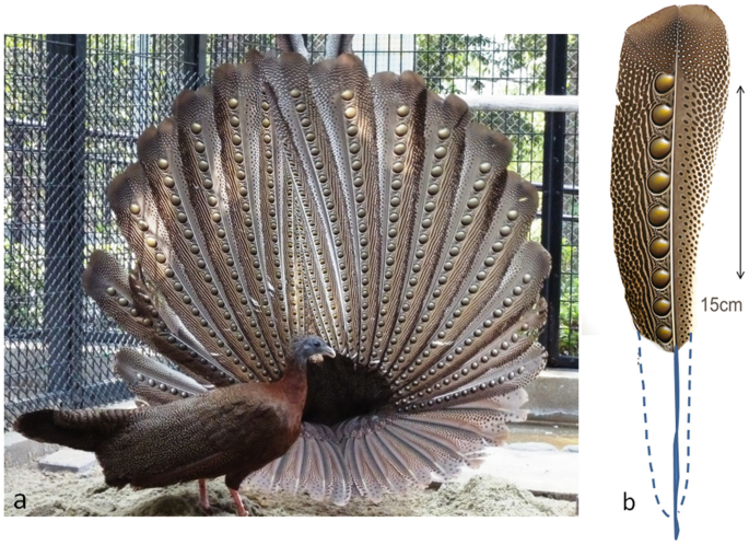 Mechanisms of Feather Structural Coloration and Pattern Formation 