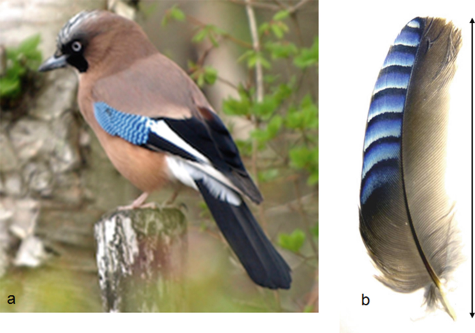 Mechanisms of Feather Structural Coloration and Pattern Formation