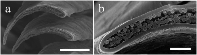 Mechanisms of Feather Structural Coloration and Pattern Formation in Birds