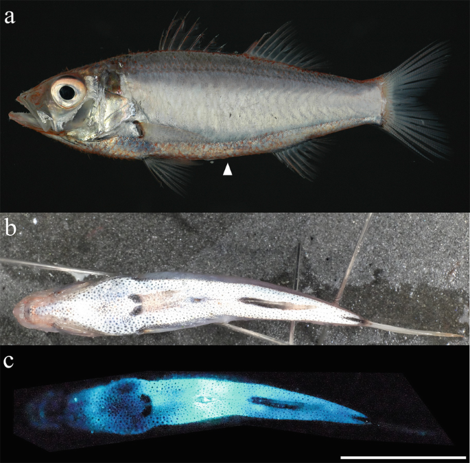 Bioluminescence - an overview