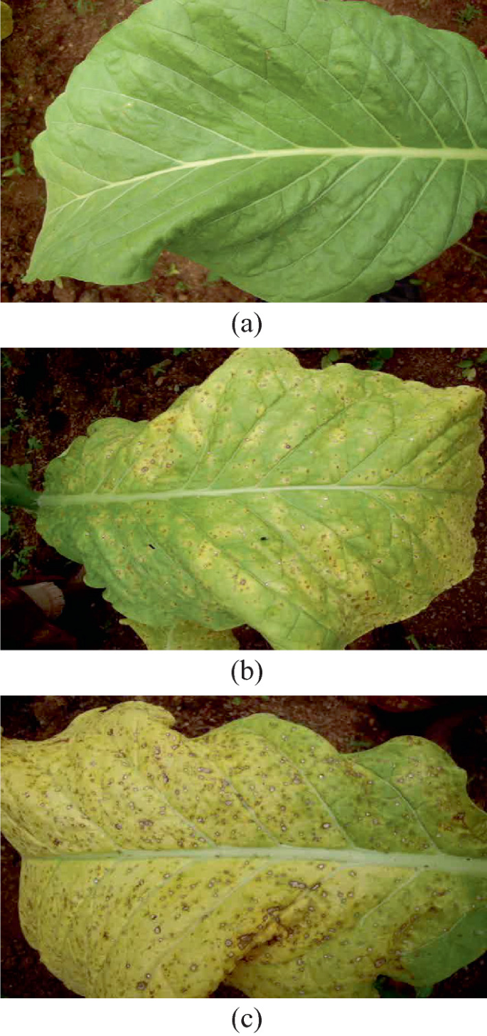Ripeness Evaluation of Tobacco Leaves for Automatic Harvesting: An Approach  Based on Combination of Filters and Color Models