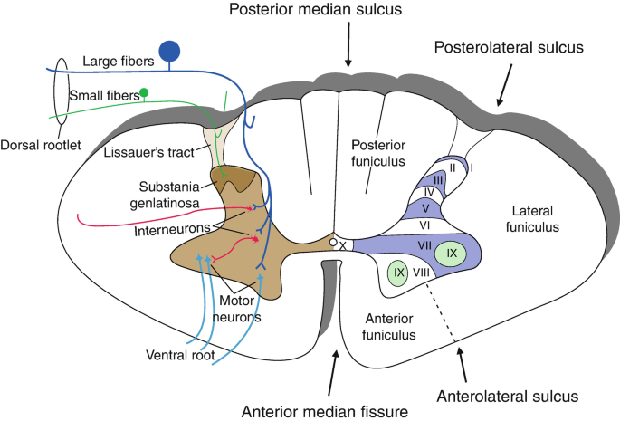 Clinical and Functional Anatomy of the Spinal Cord | SpringerLink