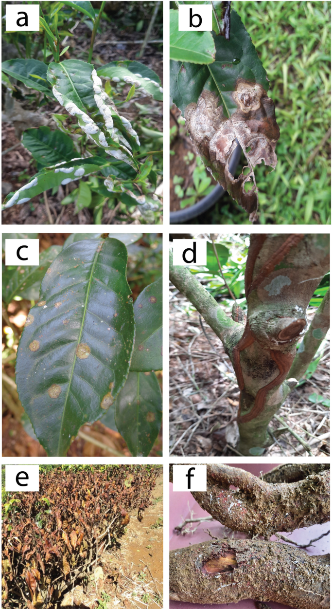 Microbial Technologies in Pest and Disease Management of Tea (Camellia  sinensis (L.) O. Kuntze) | SpringerLink