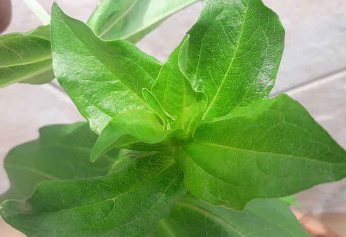 Potyvirus Infecting Ornamental Plants Grown In The Neotropical Region Springerlink Potyvirus Infecting Ornamental Plants, Schott Pea Coat Us 740nm