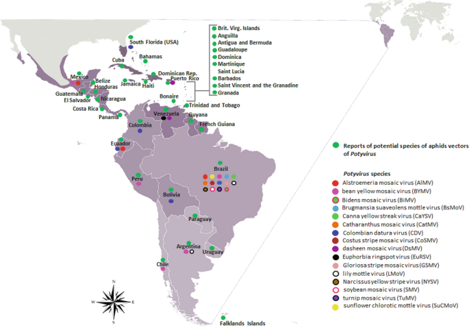 Potyvirus Infecting Ornamental Plants Grown In The Neotropical Region Springerlink Potyvirus Infecting Ornamental Plants, Schott Pea Coat Us 740nm