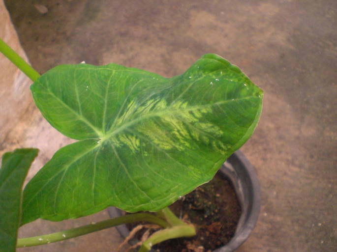 Potyvirus Infecting Ornamental Plants Grown In The Neotropical Region Springerlink Potyvirus Infecting Ornamental Plants, Schott Pea Coat Us 740nm