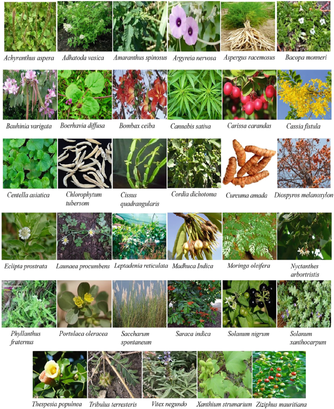 erde für olivenbaum Olivenbaum Erde 50 L main image 1