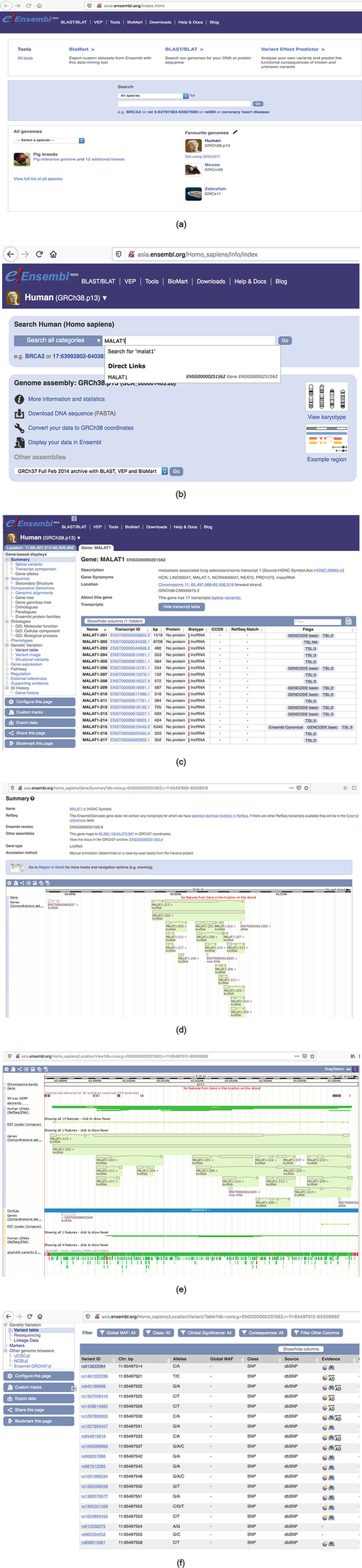 Human Gene ADAM17 (ENST00000310823.8) from GENCODE V43