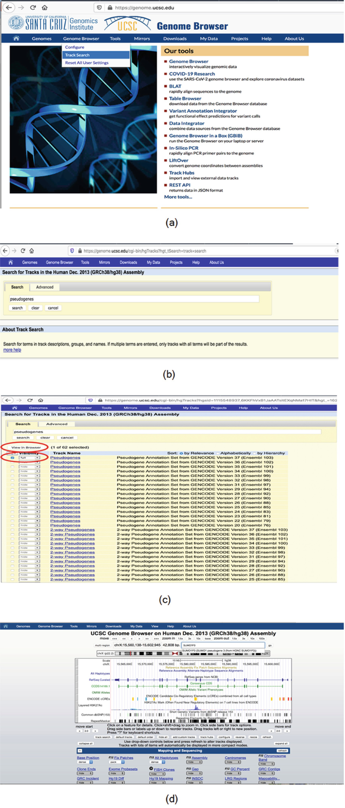 Human Gene ADAM17 (ENST00000310823.8) from GENCODE V43