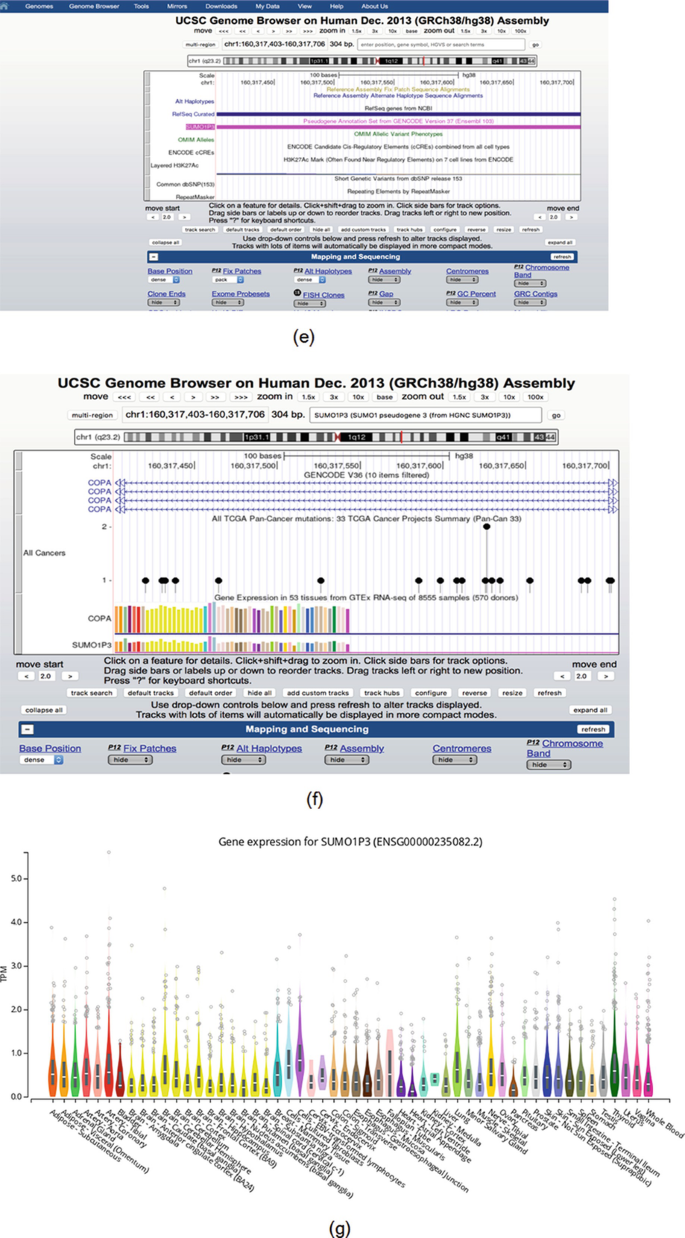 Human Gene ADAM17 (ENST00000310823.8) from GENCODE V43