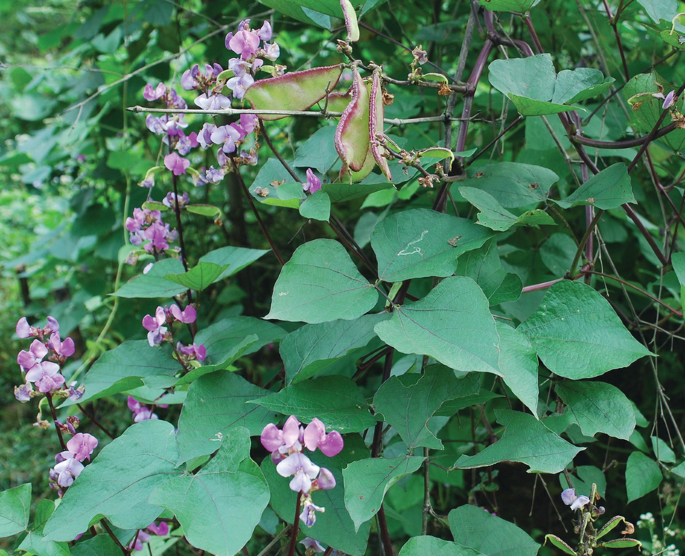 Medicinal Angiosperms of Asclepiadaceae and Periplocaceae