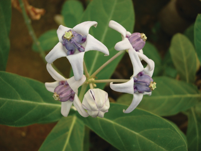 Medicinal Angiosperms of Asclepiadaceae and Periplocaceae