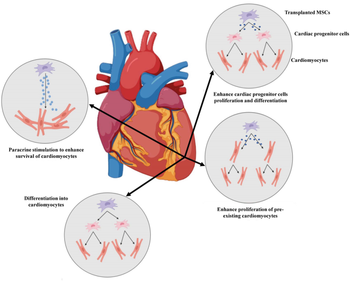 
Is stem cell therapy for 
Peripheral Artery Disease 
and what patients are saying thumbnail