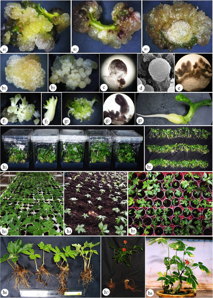Somatic Embryo as a Tool for Micropropagating of Some Plants | SpringerLink