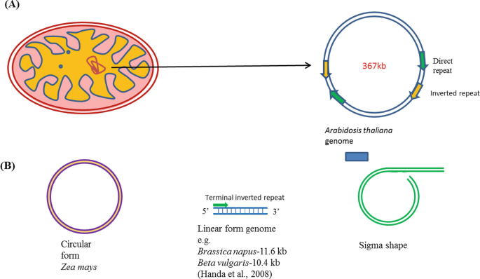ost Minefelt Admin Genetics of Plant Organelles: Plastid and Mitochondrial Genomes |  SpringerLink