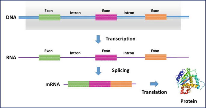 Structure and Organization of Plant Nuclear Genome | Springer Nature Link