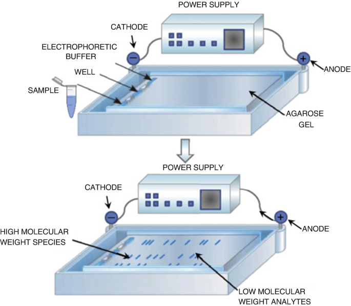 Agarose gel electrophoresis of crude DNA (F1 & G1) and universal PCR