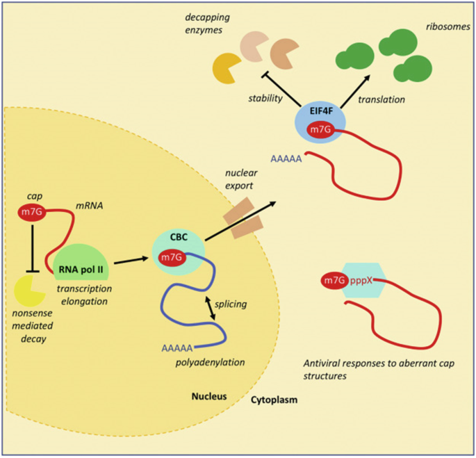 figure 19