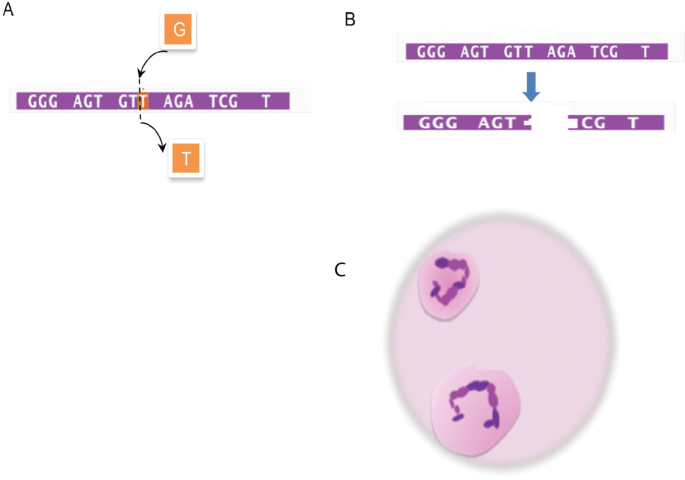 DNA Doughnuts Resist Radiation, Science