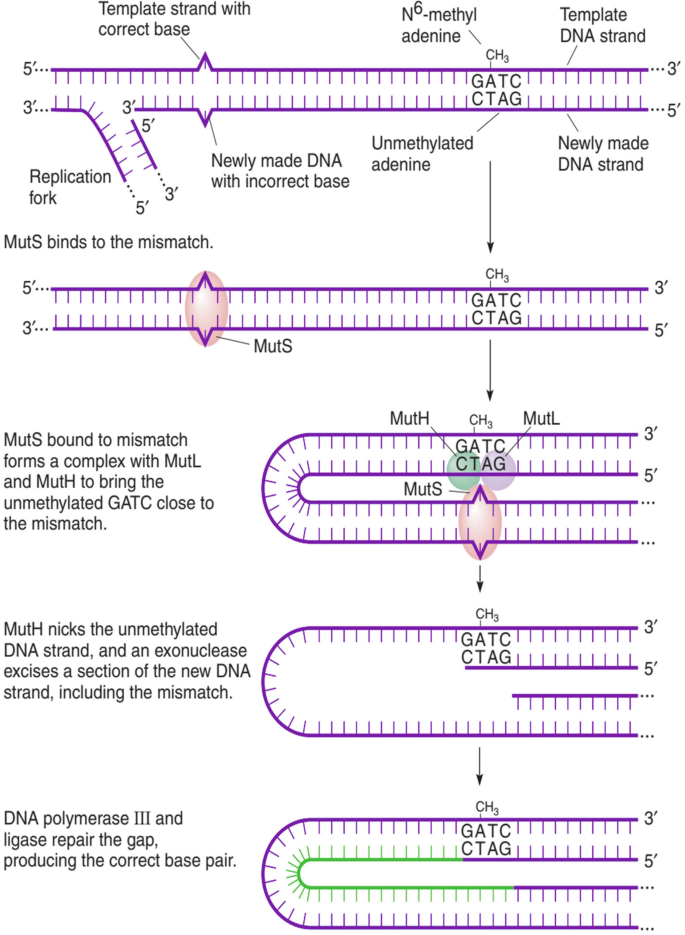 DNA Mutation, Repair, and Recombination | SpringerLink