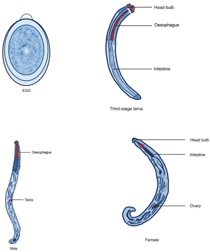 Gnathostomiasis Springerlink