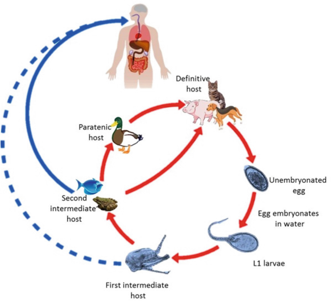 Gnathostomiasis Springerlink