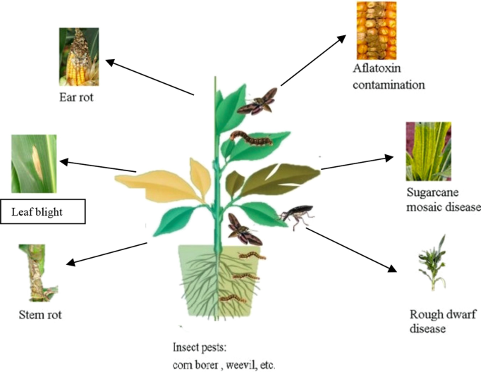Impacts on Plant Growth and Development Under Stress | Springer Nature Link