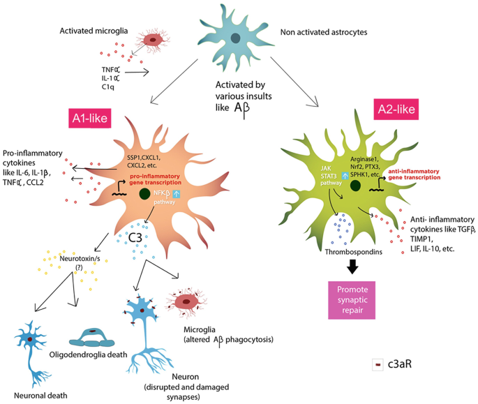 Schematic representation illustrating the astrocyte-synapse alterations