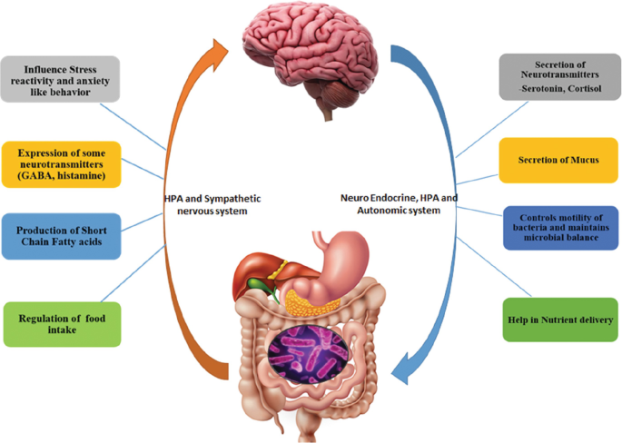 How the first brain (the brain in the gut) controls gut movements