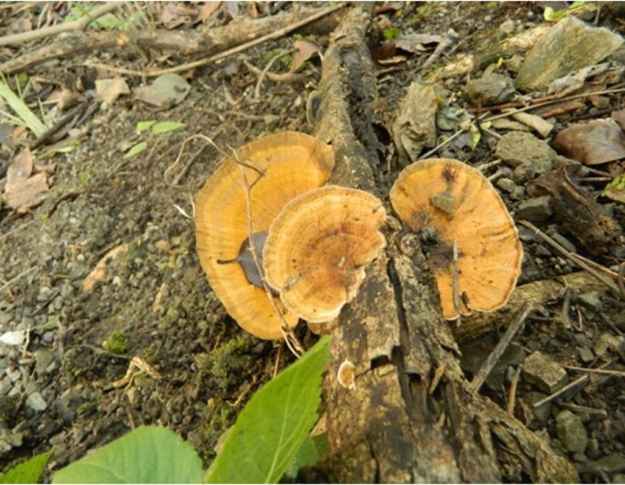 Wood Decay by Fungi: Challenges and Prevention | SpringerLink
