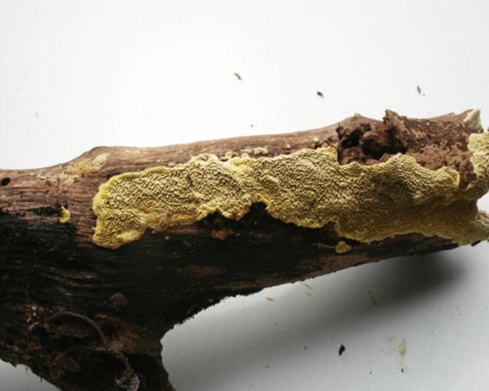 Wood Decay by Fungi: Challenges and Prevention | SpringerLink